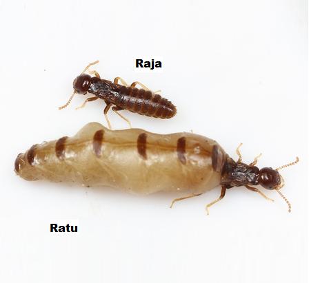 ratu dan raja rayap
